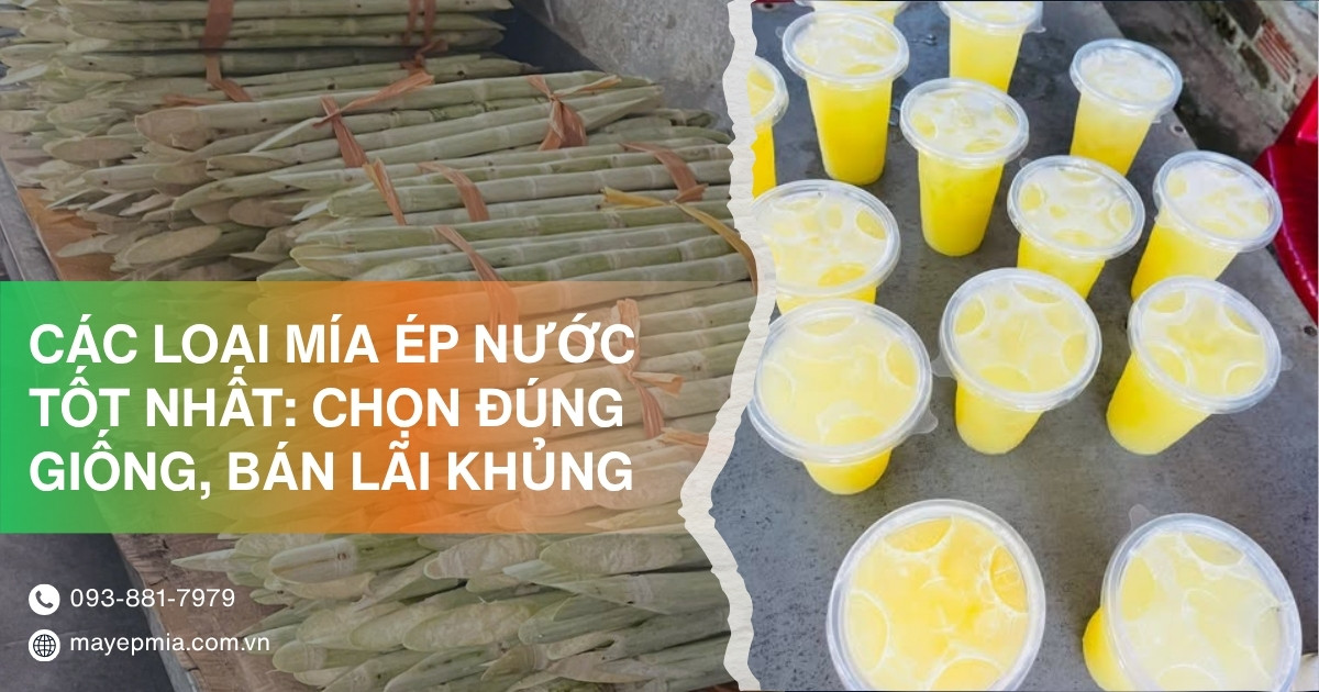 Các loại mía ép nước
