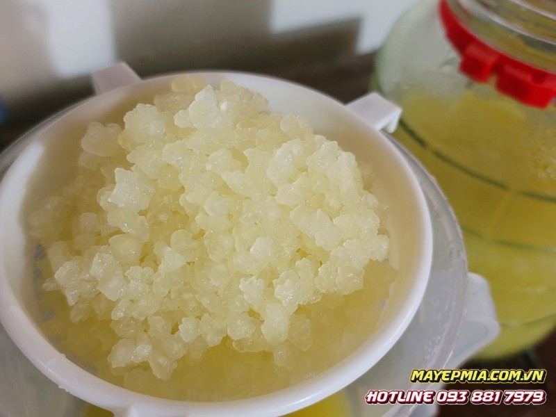Hình ảnh nấm nước kefir khoẻ mạnh
