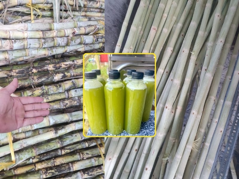 Mía ROC 16 ép nước vàng xanh