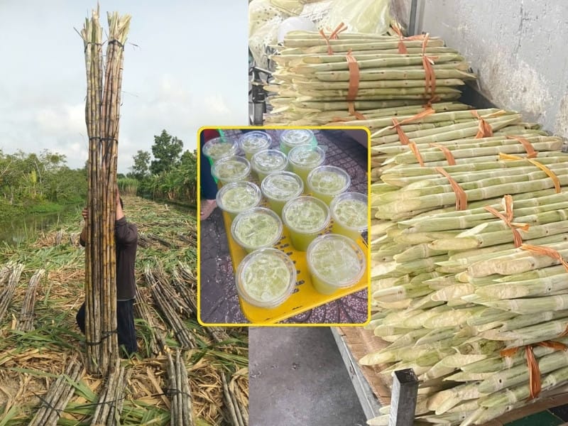 Mía su phèn ép nước