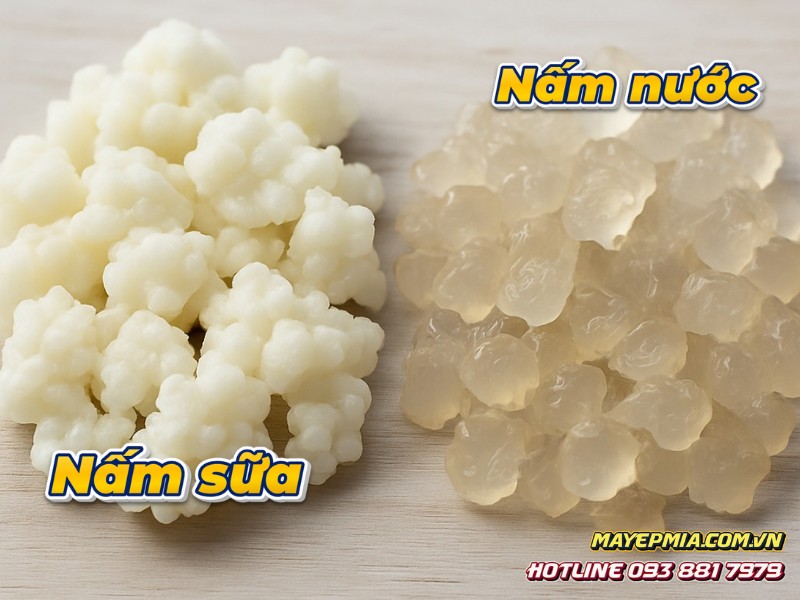 Phân biệt nấm sữa kefir và nấm nước kefir